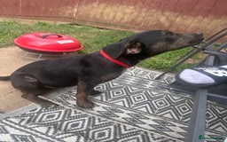 Mixed Breed dogs for sale: Beautiful mixed breed for cheap - Image 1
