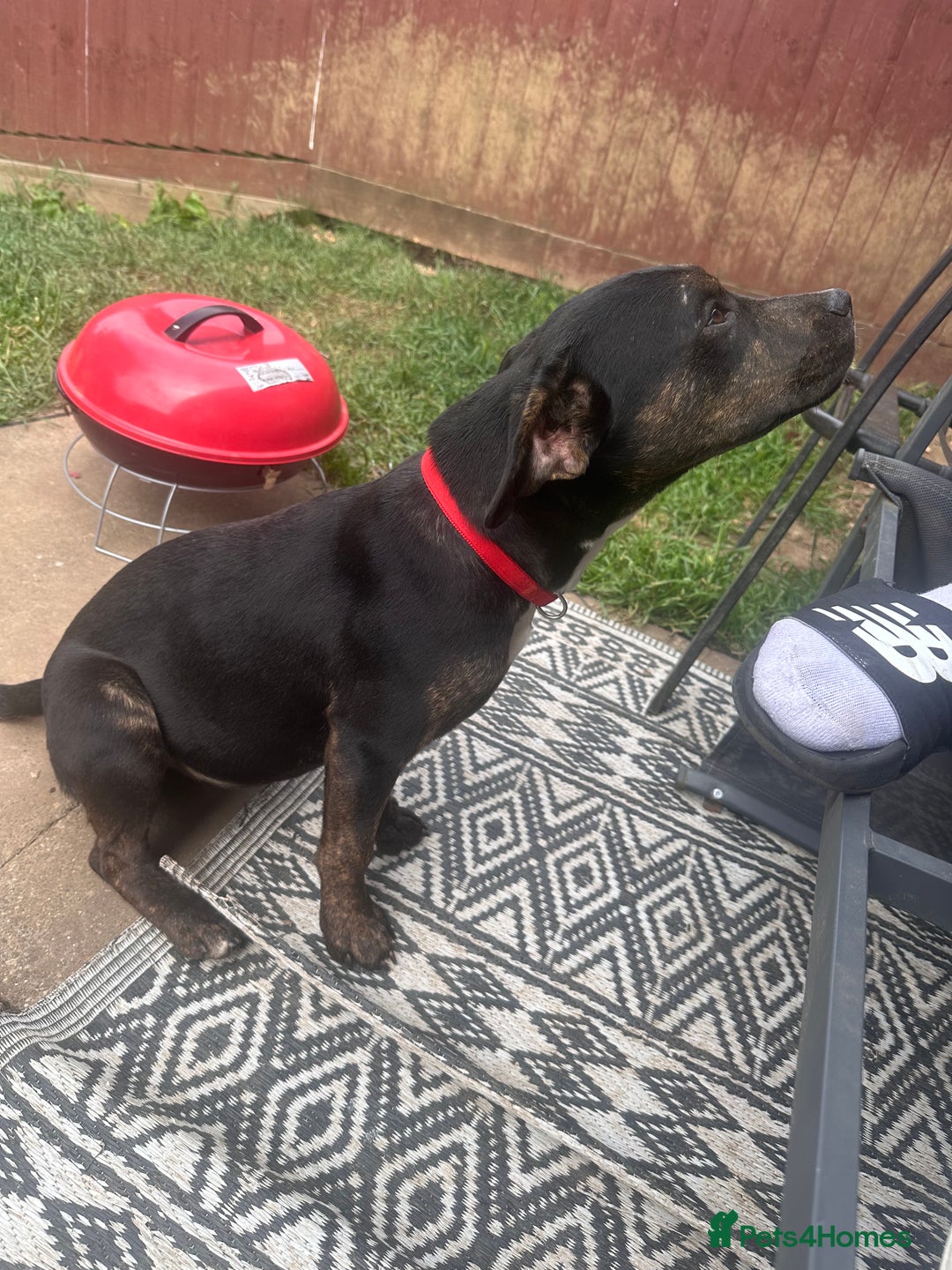Mixed Breed dogs for sale: Beautiful mixed breed for cheap - Image 1