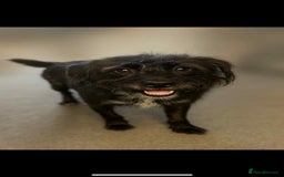 Mixed Breed dogs for sale: Stunning jackapoo x cocapoo puppies - Image 34