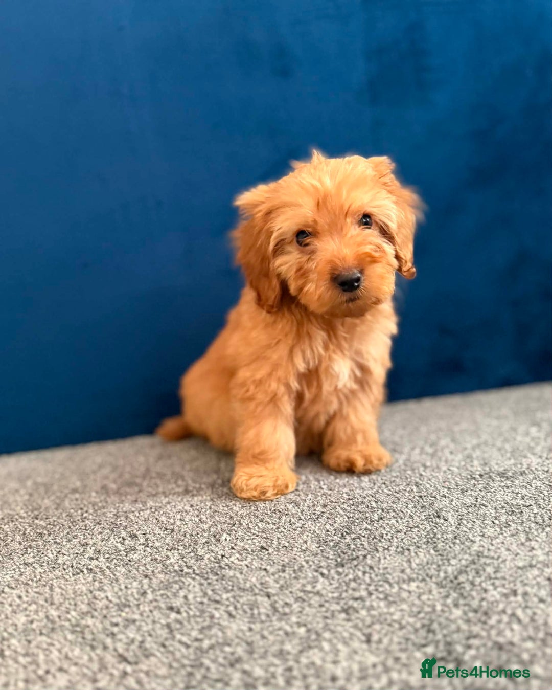 Cockapoo dogs for sale: Ready to go beautiful puppies  - Advert 15