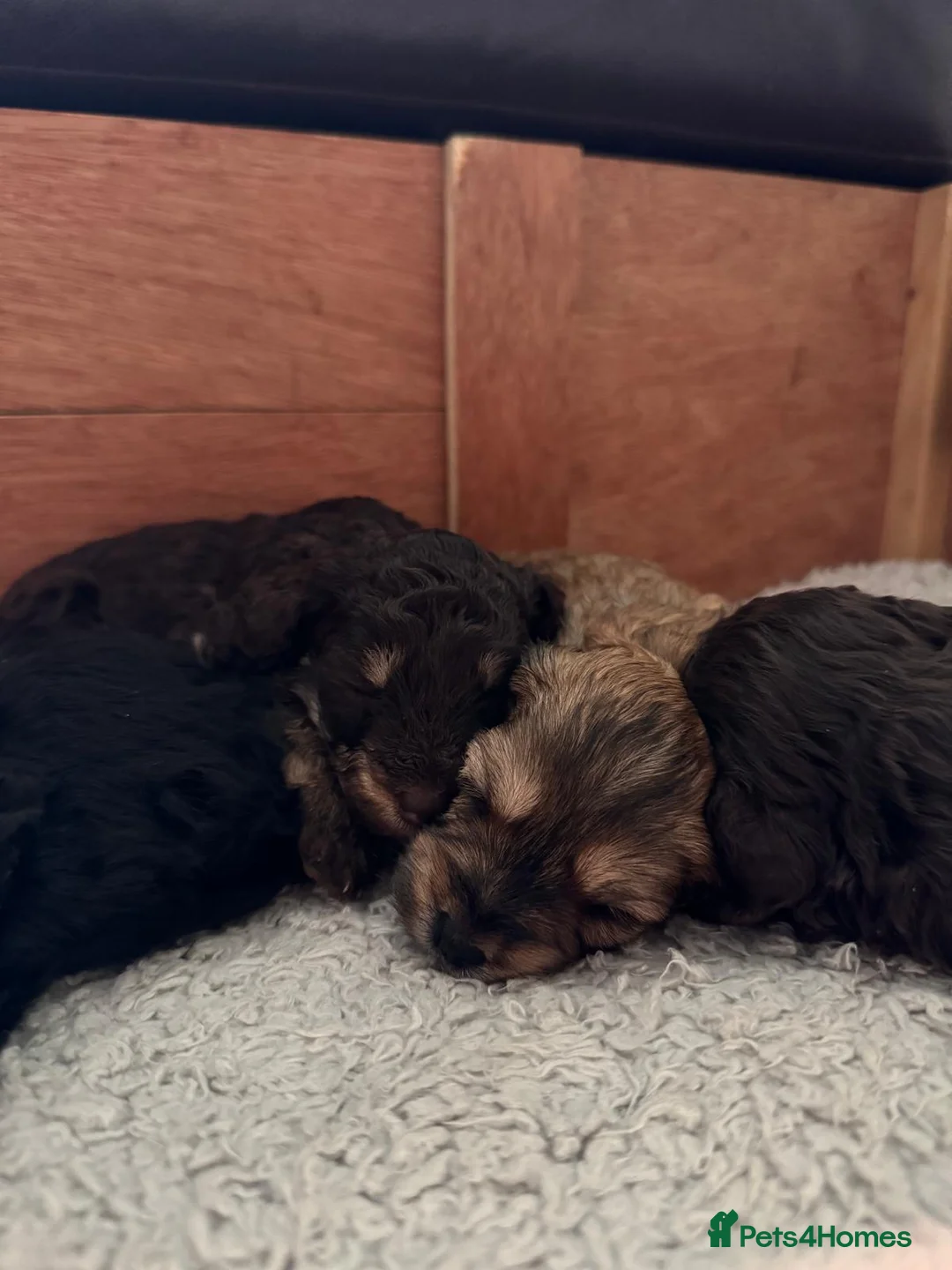 Maltipoo dogs for sale: Adorable Maltipoo girls ready to leave 22nd of Feb - Advert 16