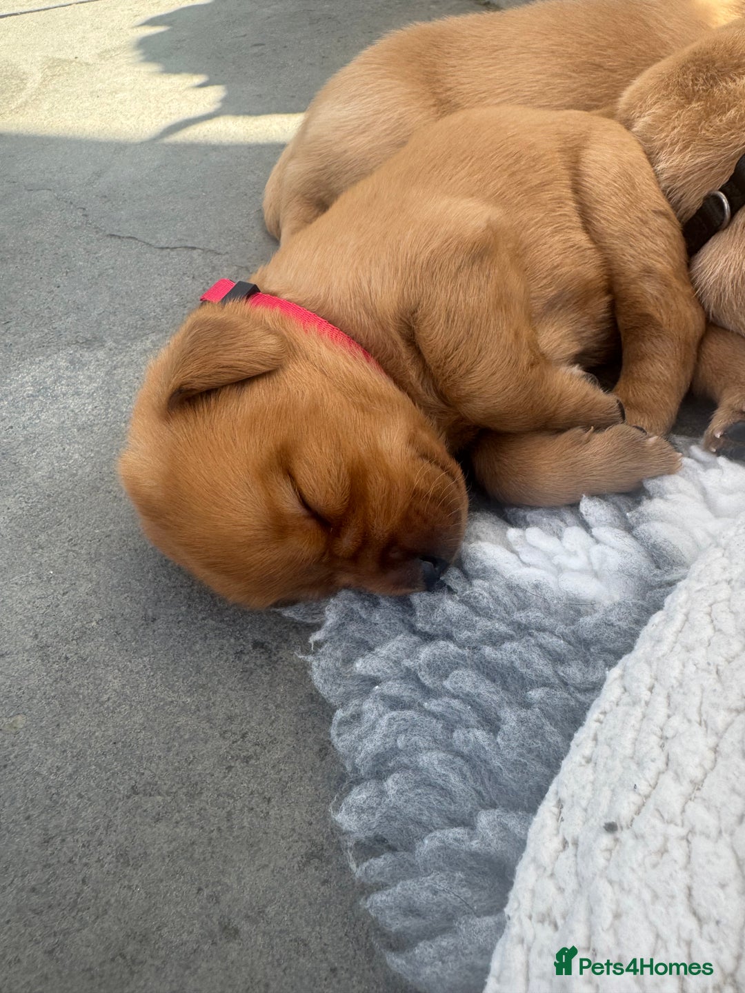 Labrador Retriever dogs for sale: Fox Red litter born 5th August - Image 6