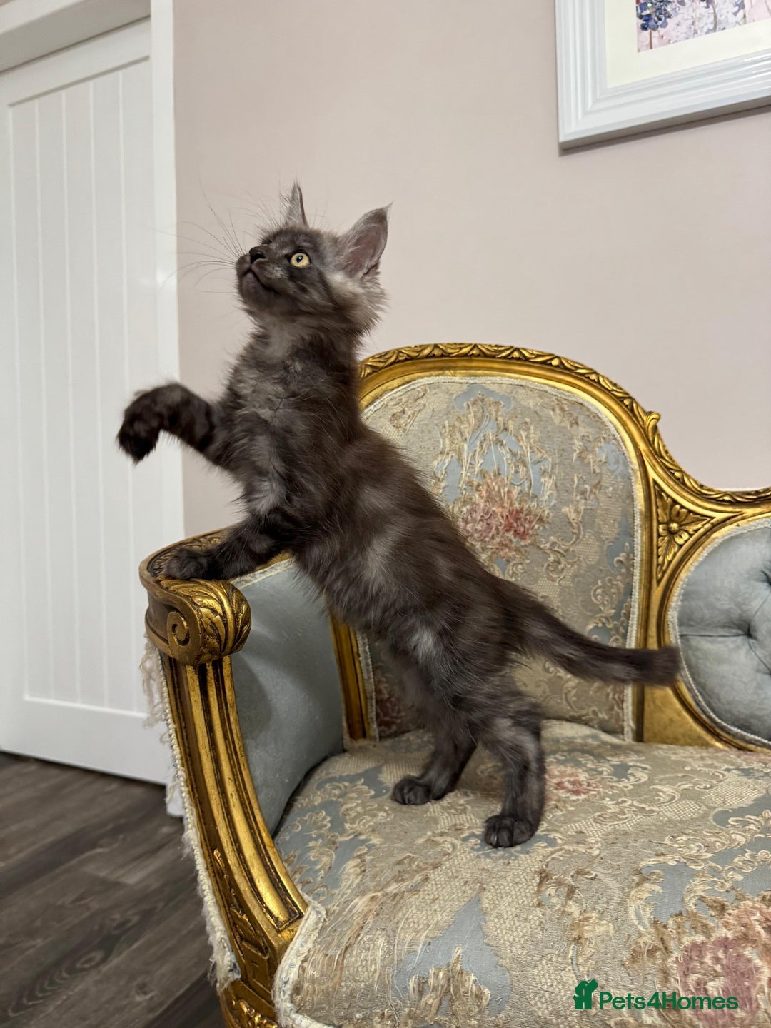 Maine Coon cats for sale: Maine Coon Kittens with Elite Heritage 🌟🌟🌟🌟🌟 - Image 13