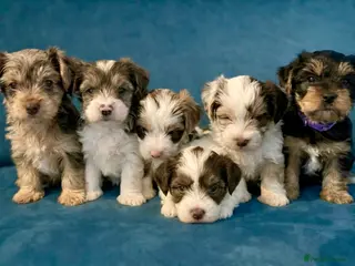 Yorkshire Terrier dogs READY NOW! - MINI YORKSHIRE TERRIERS FOR SALE - Advert 2