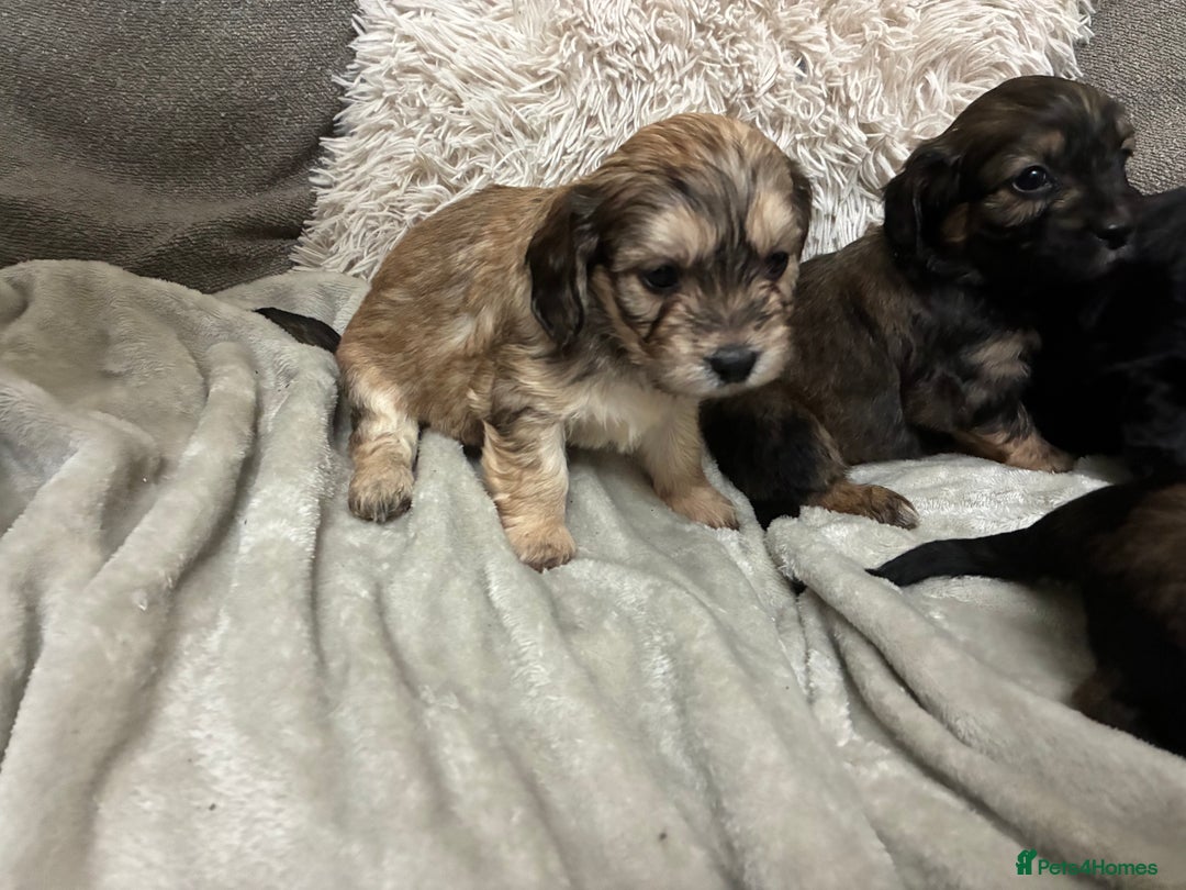 Mixed Breed dogs for sale: Adorable Cockerchons Fluffy, Low-Shed Wonders! - Image 22