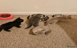 British Shorthair cats for sale: British shorthair kittens  - Image 4