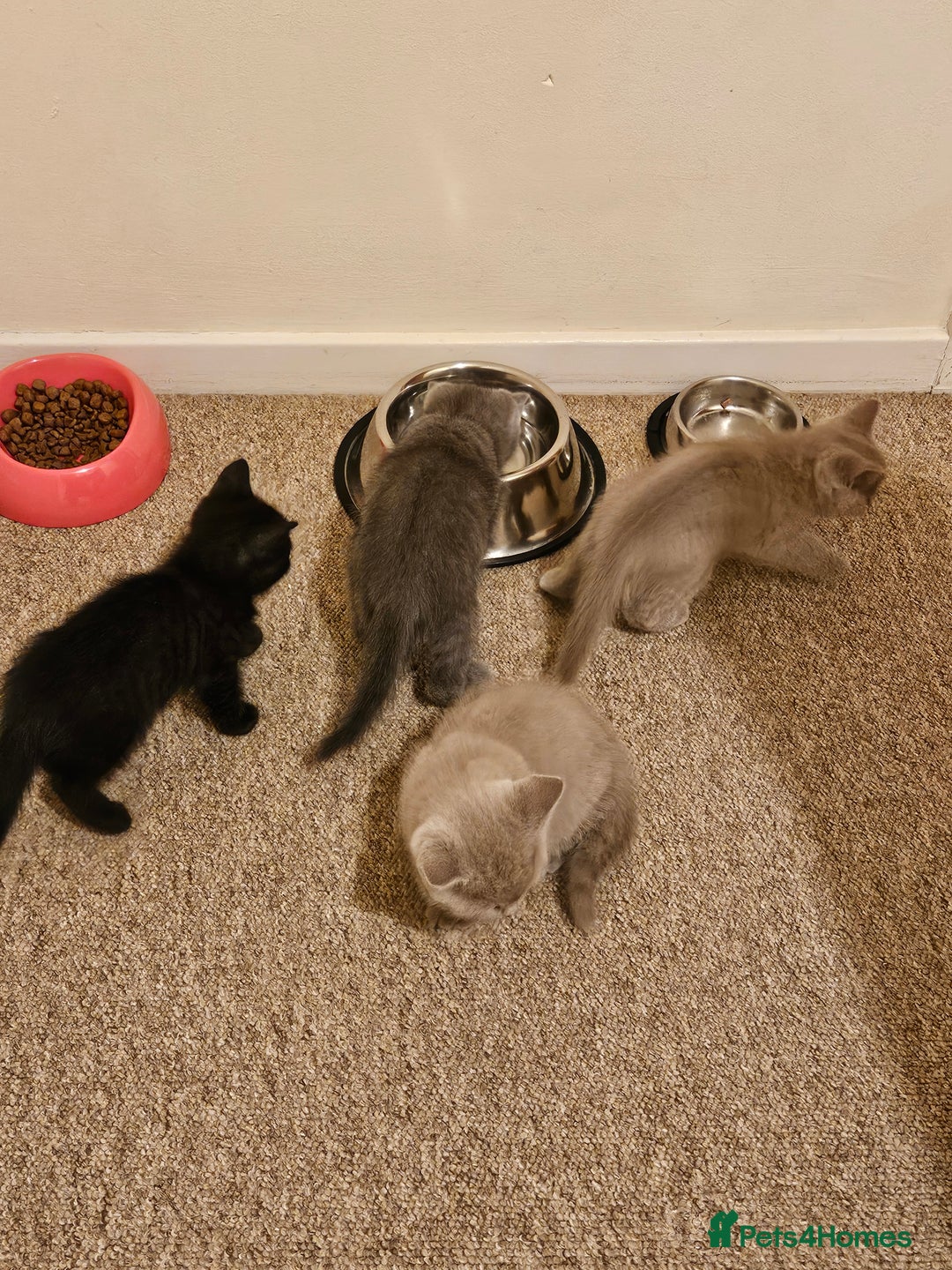 British Shorthair cats for sale: British shorthair kittens  - Image 4