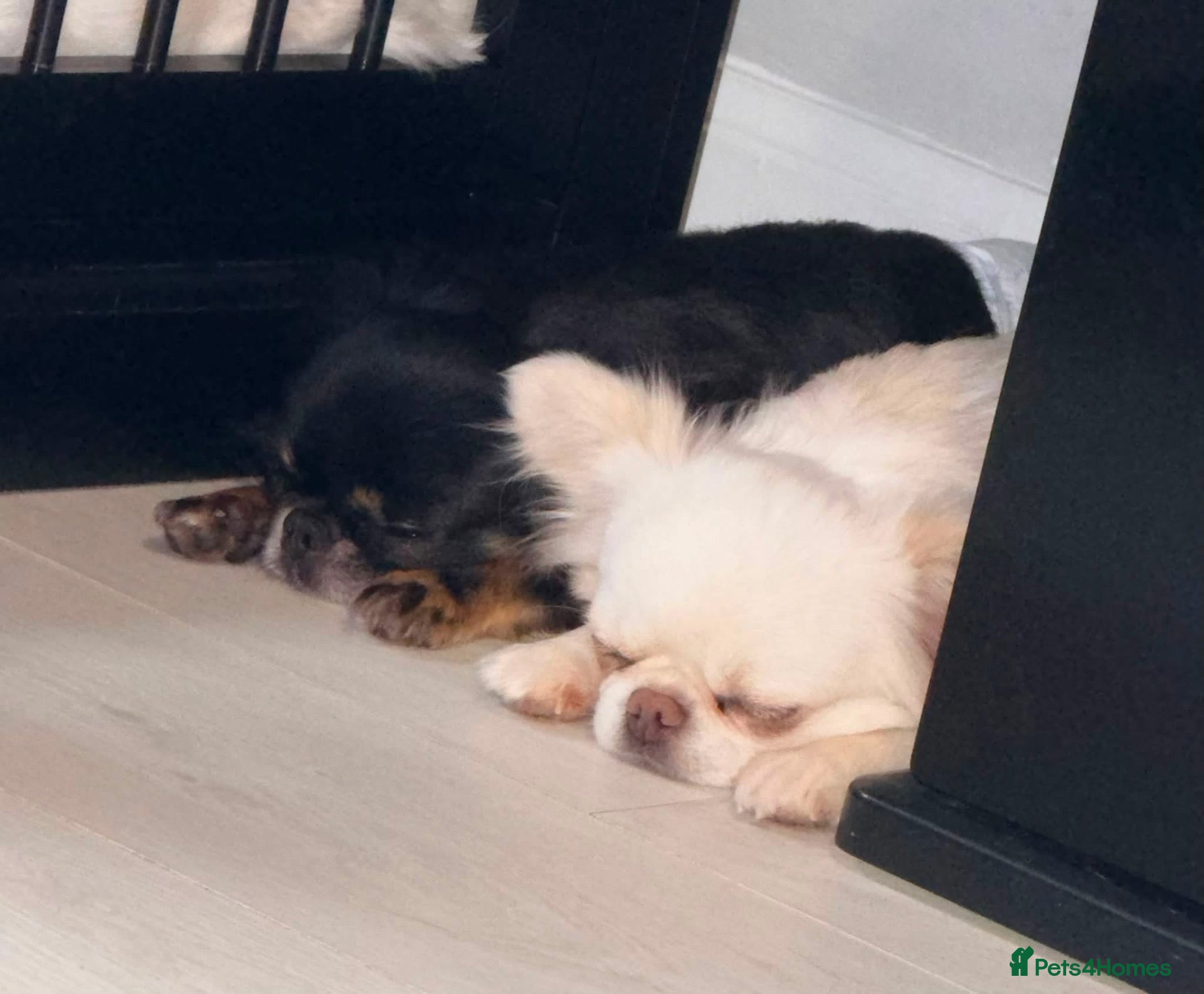 Chihuahua dogs for sale: Long coat chihuahua  - Advert 5