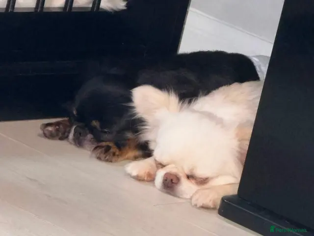 Chihuahua dogs for sale: Long coat chihuahua - Advert 5