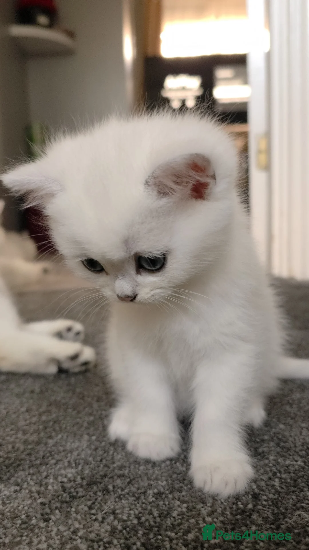 British Shorthair cats for sale: British Shorthair kittens  - Advert 2