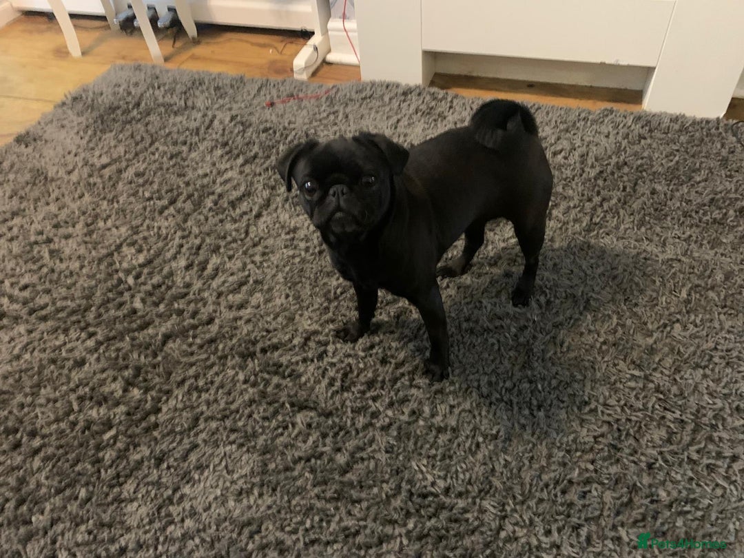 Pug dogs for sale: female kc registered bitch  - Advert 2