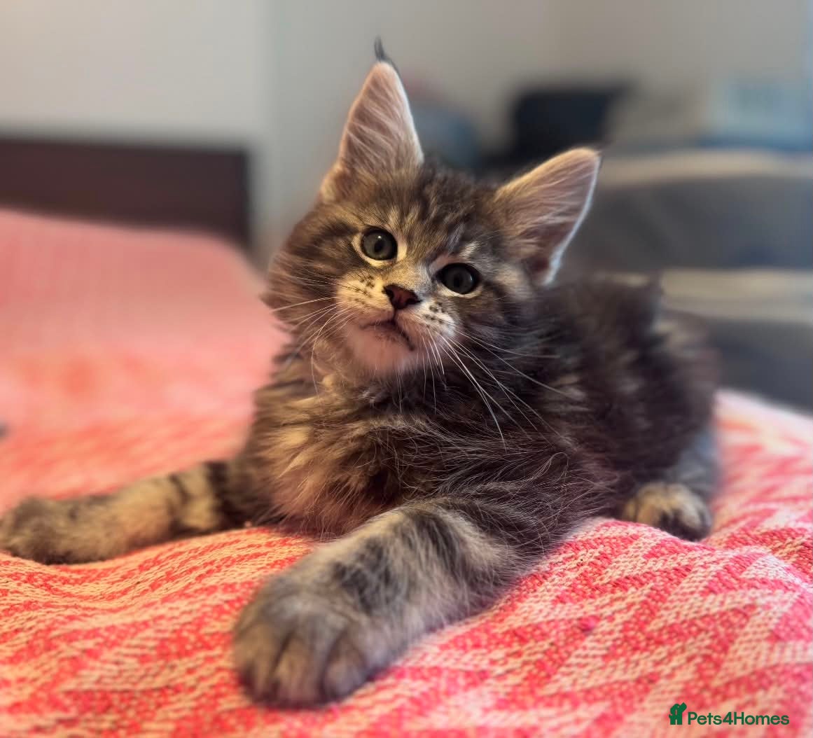 Maine Coon cats Maine Coon purebred kittens available  - Advert 4
