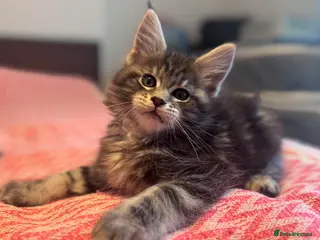 Maine Coon cats Maine Coon purebred kittens available - Advert 4