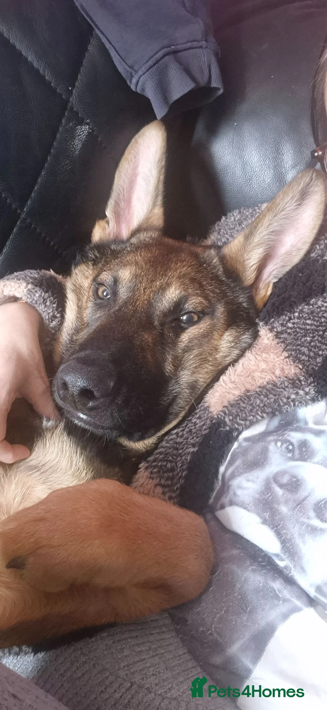 German Shepherd dogs for sale: Male sable german shepherd pup in Darwen - Advert 7