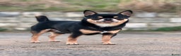 Chihuahua dogs for stud: Tri colour chi - Proven stud in Middlesbrough - Advert 2