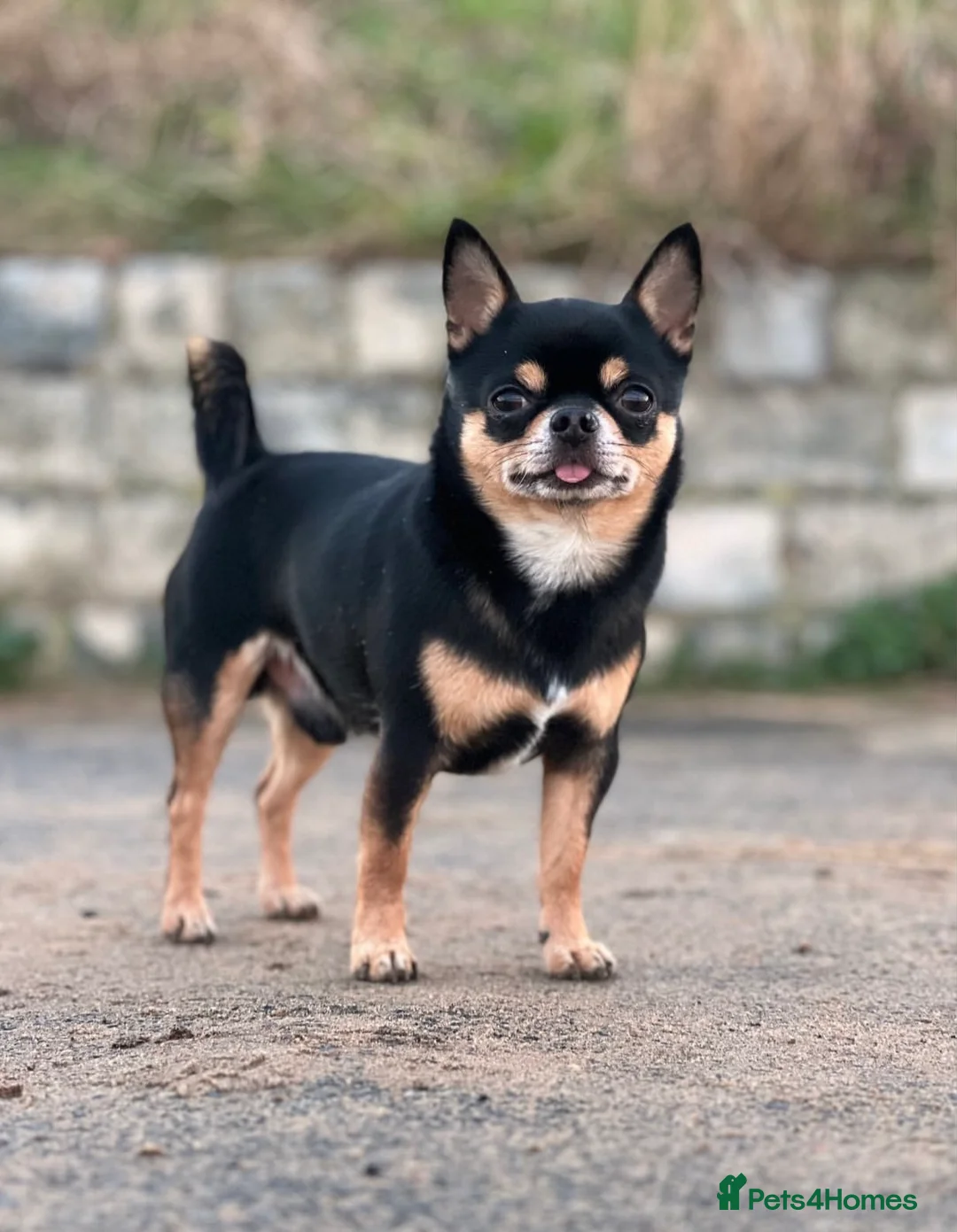 Chihuahua dogs for stud: Tri colour chi - Proven stud in Middlesbrough - Advert 2