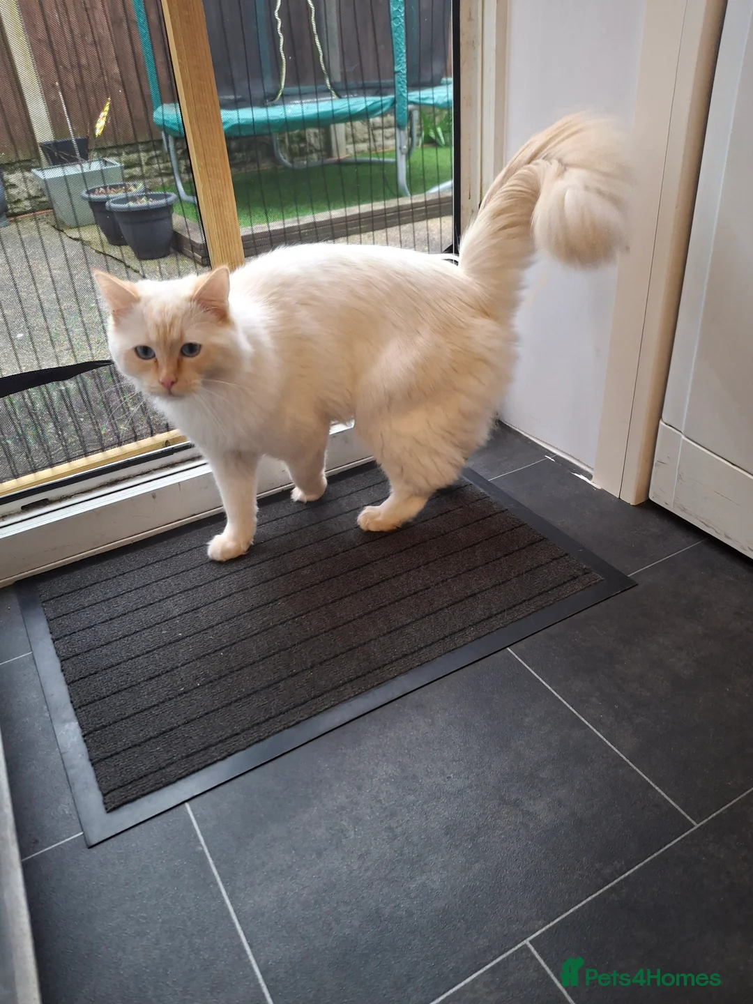 Ragdoll cats for sale: Ragoll in Doncaster - Advert 1