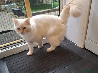 Ragdoll cats Ragoll in Doncaster - Advert 18