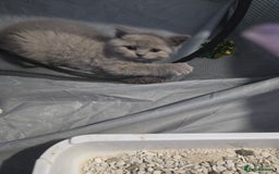 British Shorthair cats for sale: Full Britishshort hair kittens ready wendesday - Image 3