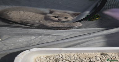 British Shorthair cats - Advert 4
