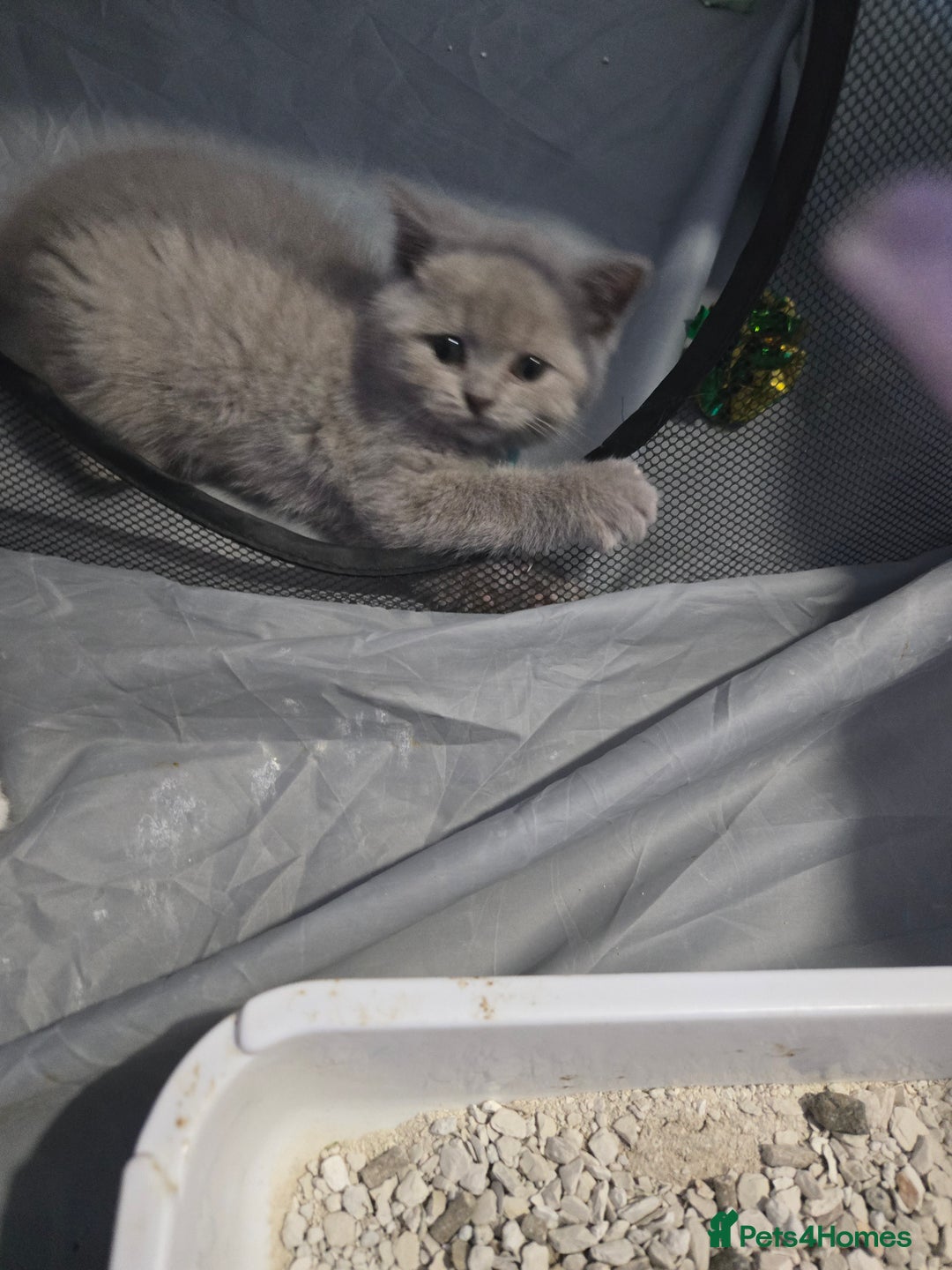 British Shorthair cats for sale: Full Britishshort hair kittens ready wendesday - Image 3