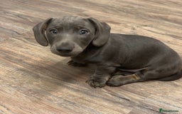 Dachshund dogs for sale: 🩶Silver miniature dachshunds litter READY TO GO🩶 - Image 25