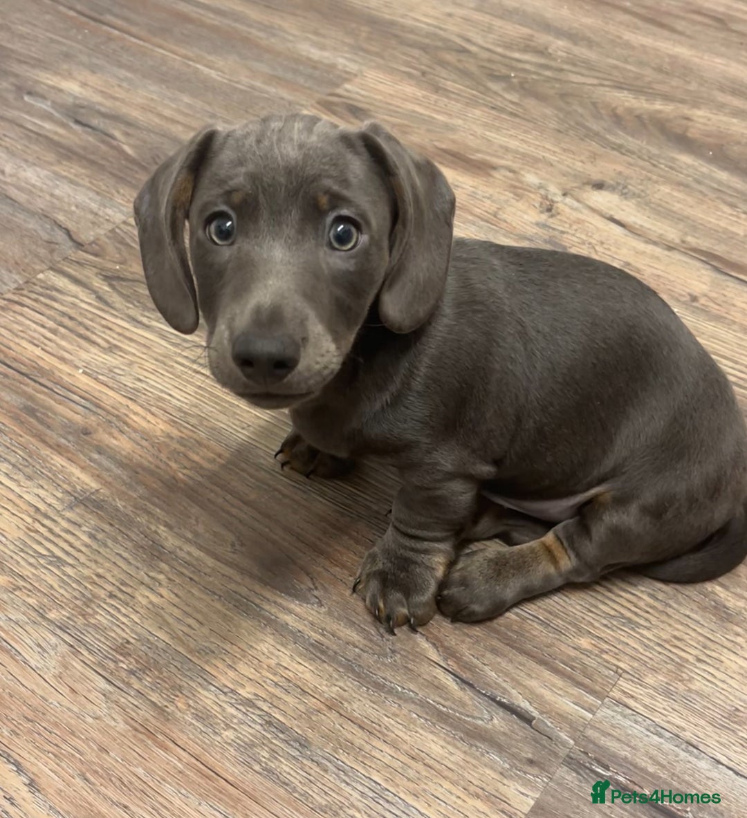 Dachshund dogs for sale: 🩶Silver miniature dachshunds litter READY TO GO🩶 - Image 25