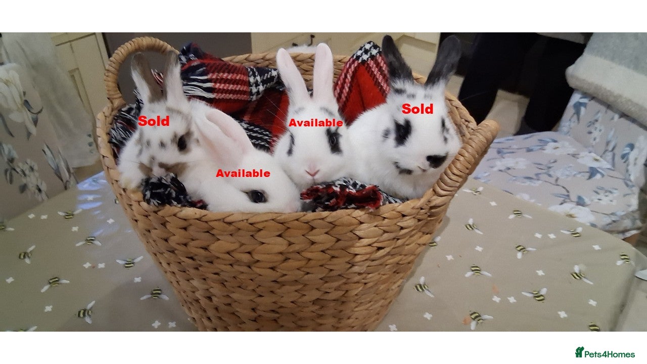 Netherland Dwarf rabbits cute Netherland dwarf cross babies with mini lop - Advert 13