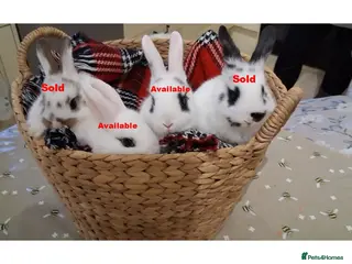 Netherland Dwarf rabbits cute Netherland dwarf cross babies with mini lop - Advert 13
