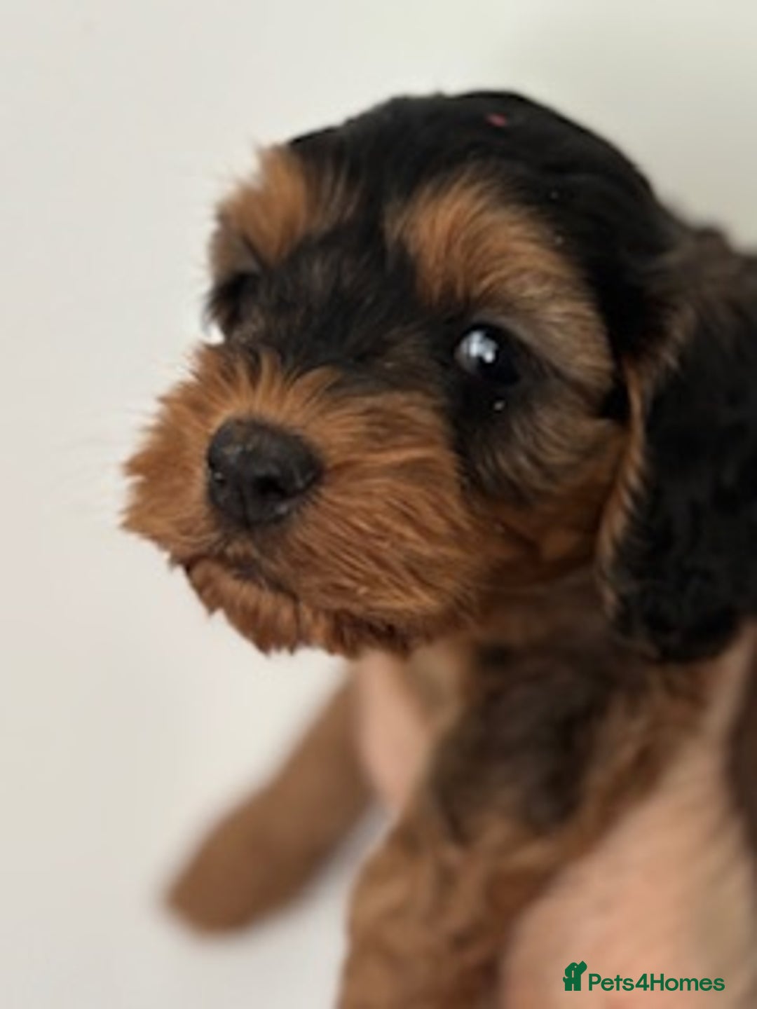Cockapoo dogs for sale: Gorgeous F1 Cockapoo babies - DNA clear - Image 7