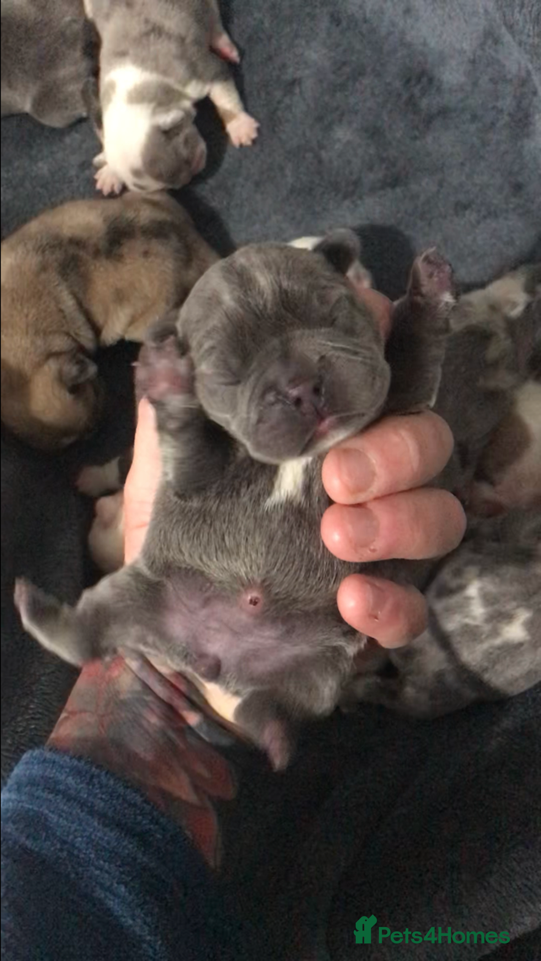 French Bulldog dogs for sale: French bulldog kc registered  - Image 3