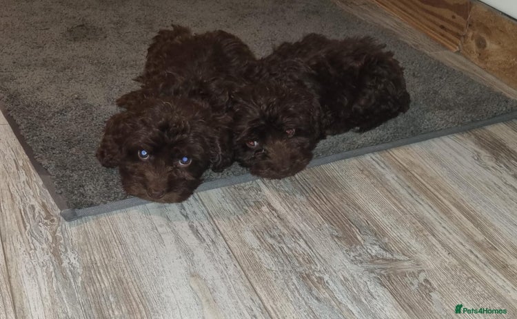 Cockapoo dogs - Advert 1
