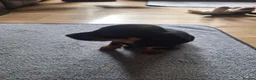 Dachshund dogs for sale: Miniature dachshund  - Advert 5