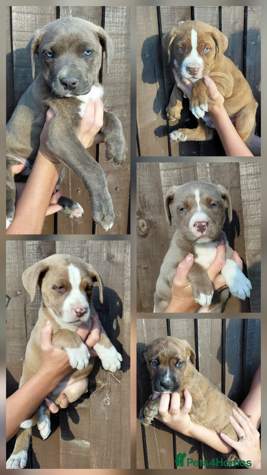 Mixed Breed dogs Stunning Bullmastiff x Pups - Advert 1