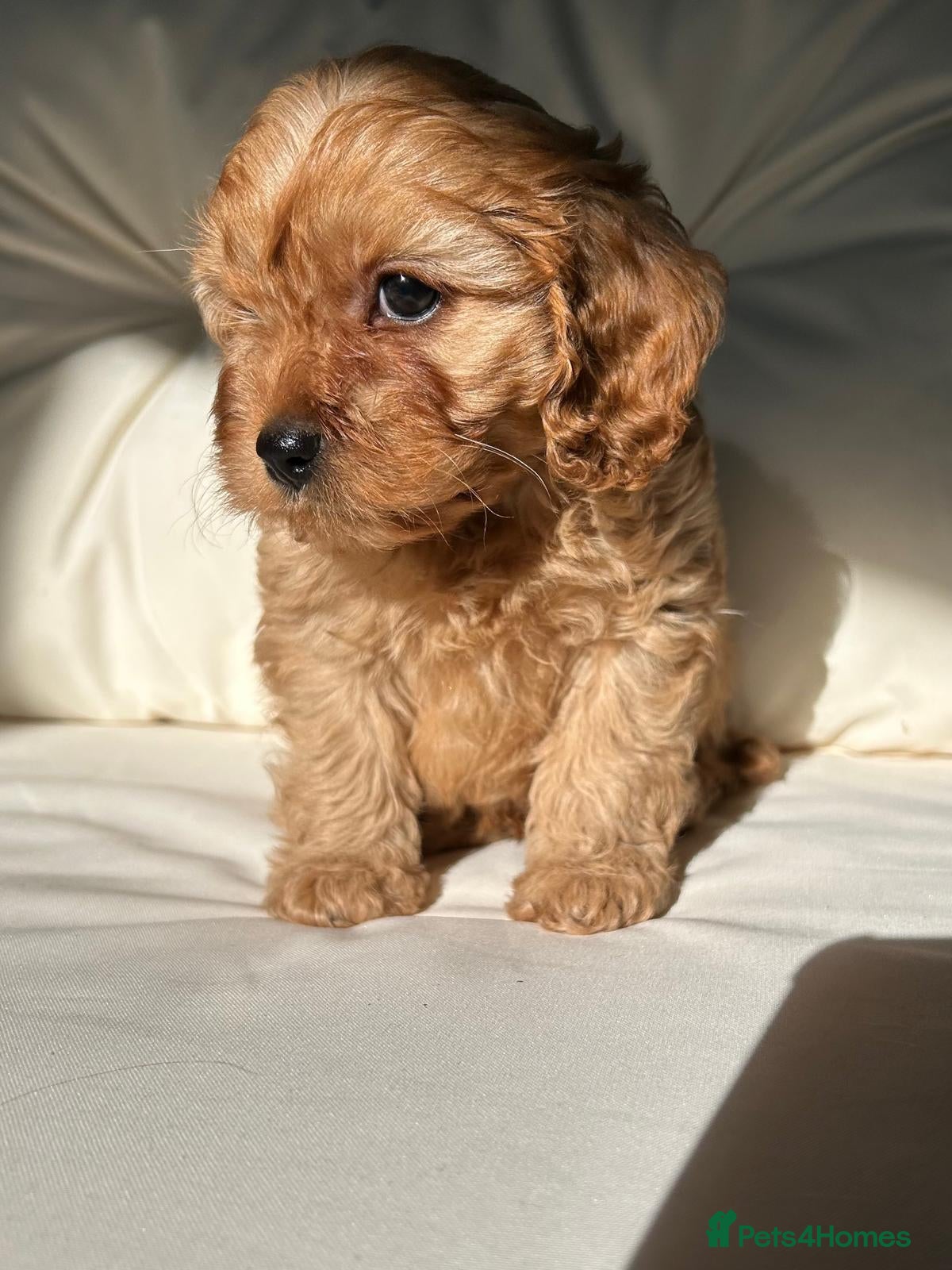 Cavapoo dogs F1 Cavapoos - Advert 1
