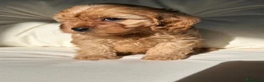 Cavapoo 1