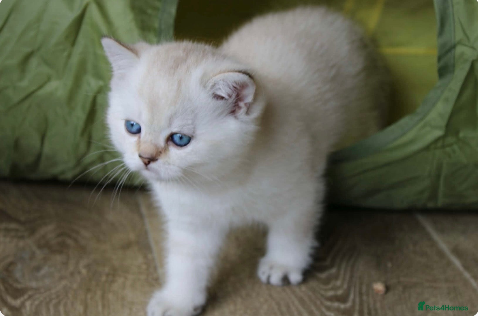 British Shorthair cats Pedigree British Shorthaired. - Advert 1