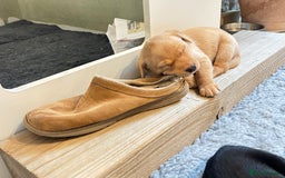 Labrador Retriever dogs for sale: Gorgeous Labrador Puppies - Advert 2