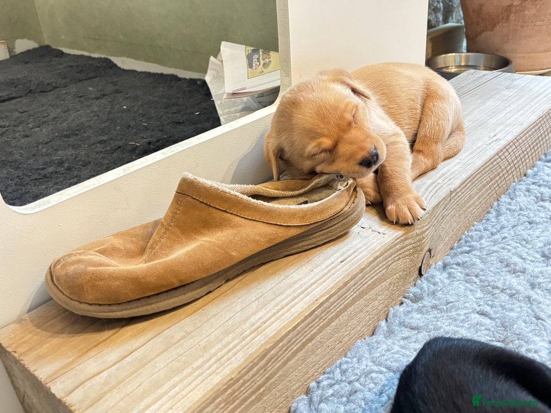 Labrador Retriever dogs for sale: Gorgeous Labrador Puppies - Advert 2