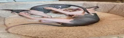 Sphynx cats for sale: Blue eyes Sphynx kitten TICA & GCCF show cats  - Advert 35