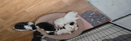 Siberian Husky dogs for sale: Siberian Huskey Pups (1xM and 3xF) in Bathgate - Advert 11