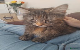 British Longhair cats for sale: Female BLH 2 years old  - Image 3