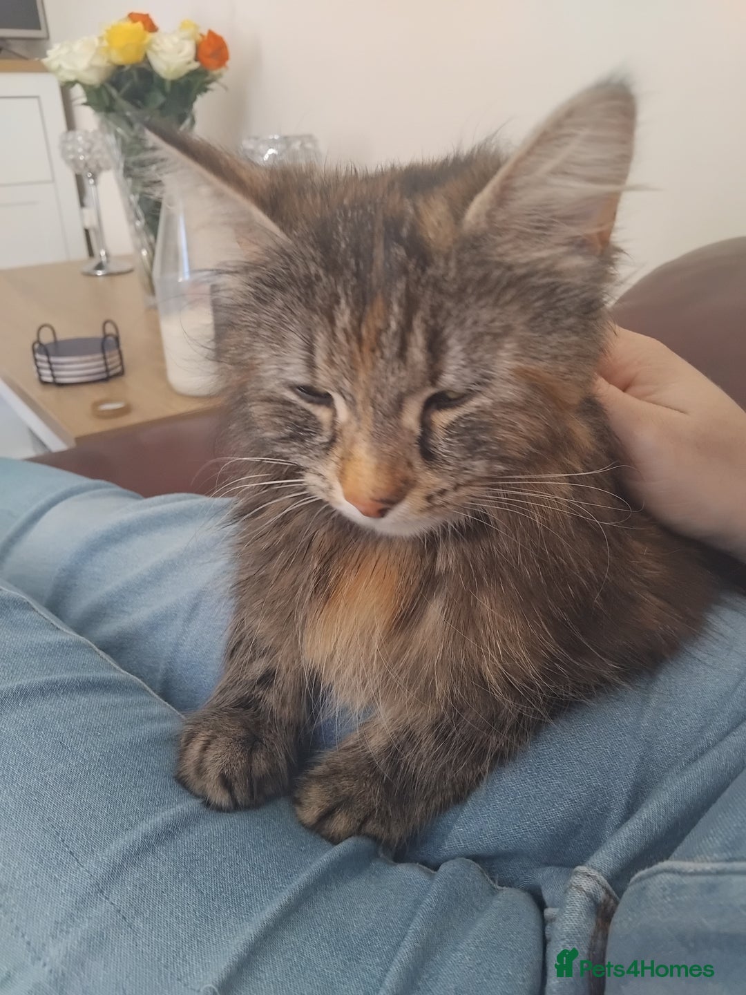 British Longhair cats for sale: Female BLH 2 years old  - Image 3