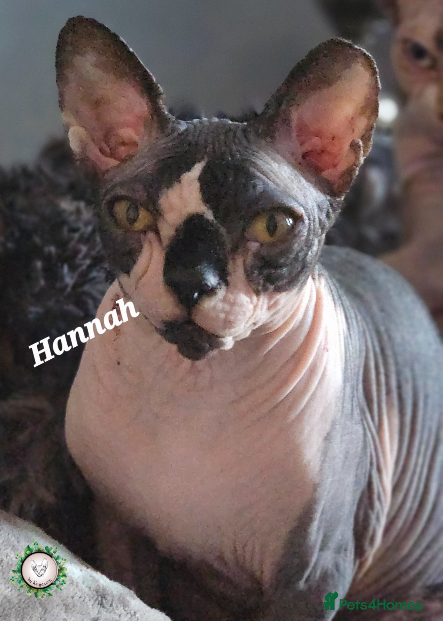 Sphynx cats Ready to go Beautiful Canadian Sphynx  ❤️  - Advert 1