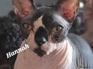 Sphynx cats Ready to go Beautiful Canadian Sphynx ❤️ - Advert 1