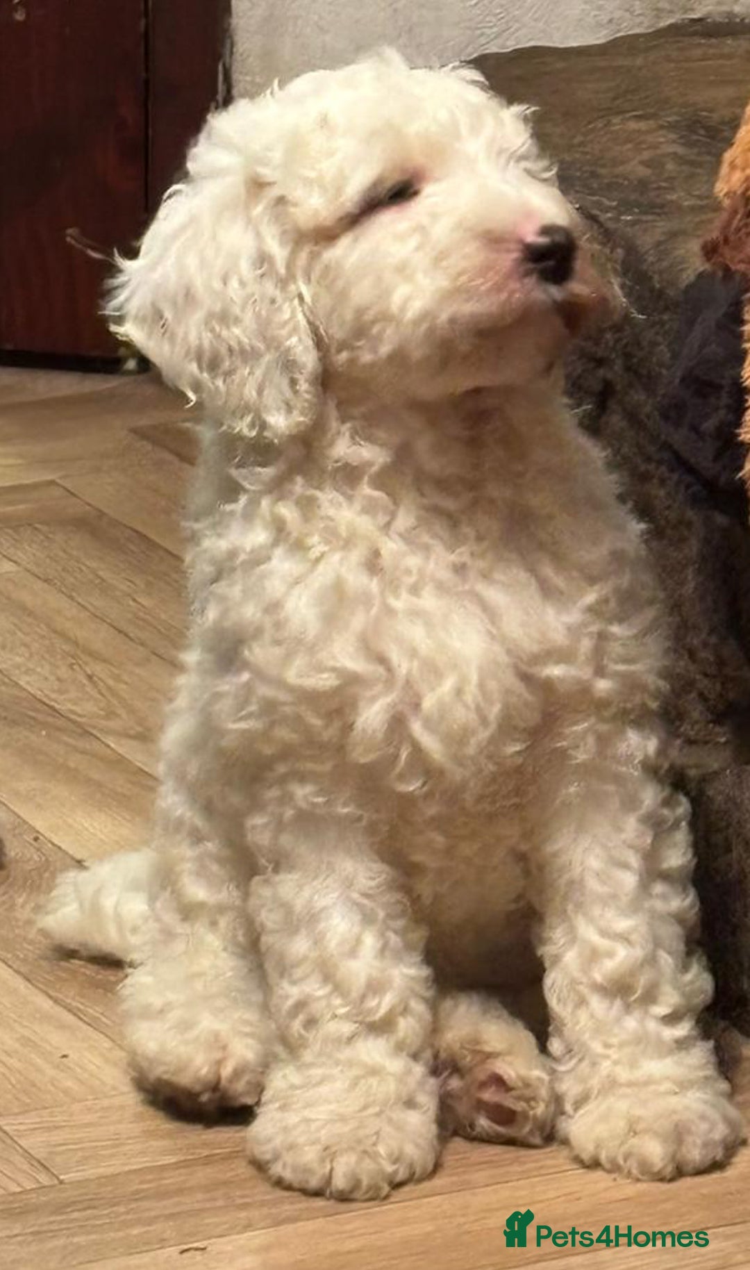 Australian Labradoodle dogs for sale: Australian Labradoodles for Sale - Advert 3