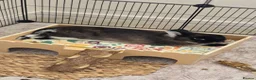 Netherland Dwarf rabbits for sale: Netherland Dwarf, 1 Yr Old - Advert 5