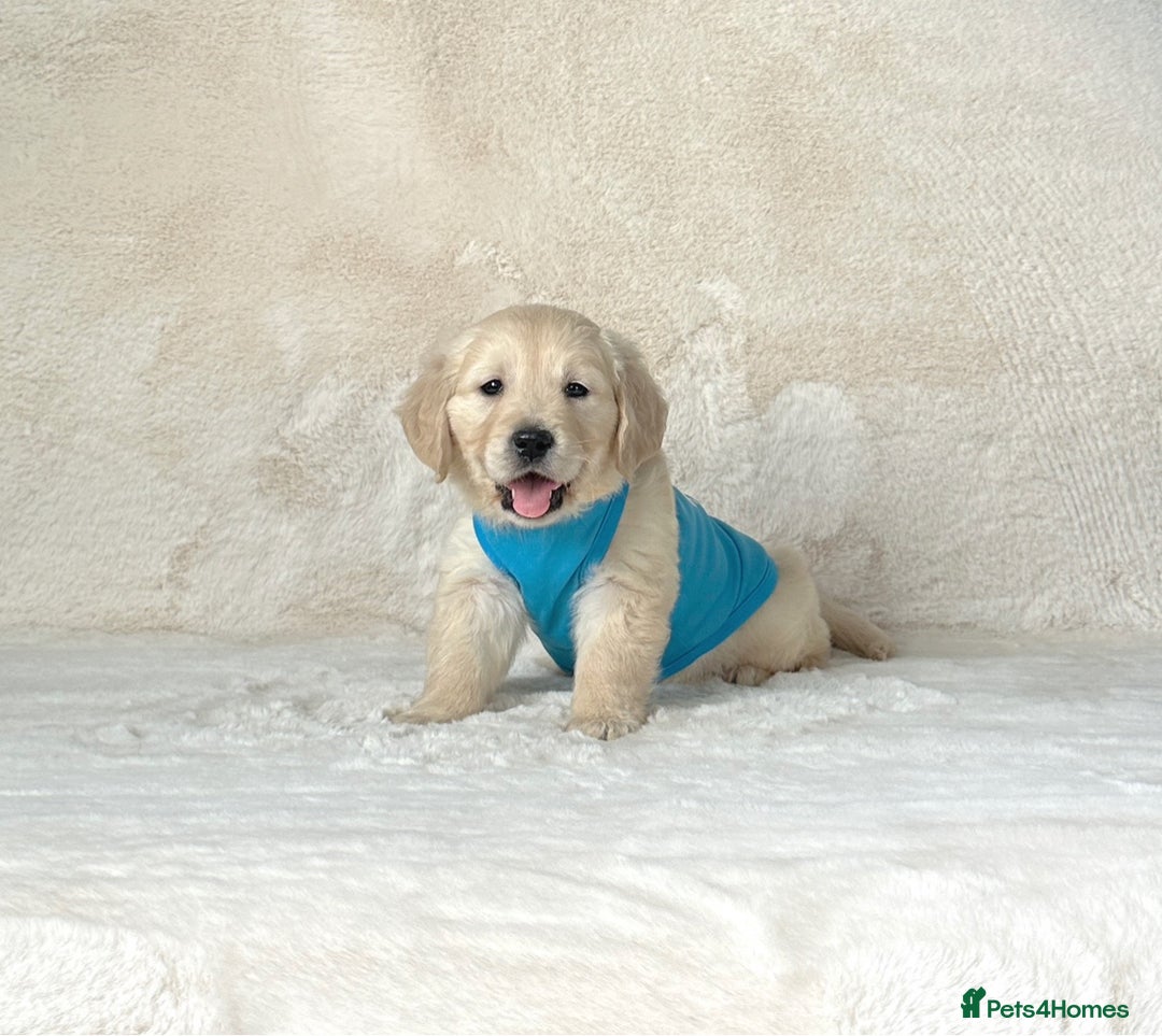 Golden Retriever dogs for sale: Stunning golden retriever puppies for sale  - Advert 26