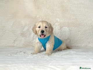 Golden Retriever dogs Stunning golden retriever puppies for sale - Advert 1
