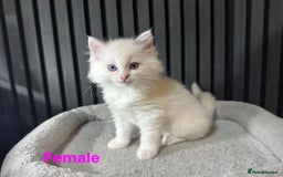 Ragdoll cats for sale: ragdoll kittens - Image 5